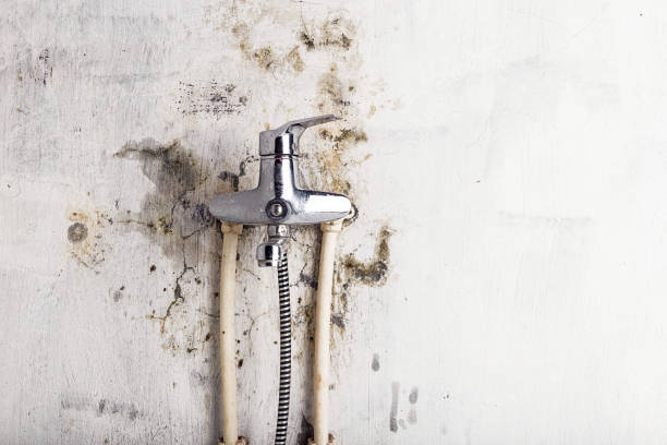 Best Mold Testing  in Los Fresnos, TX