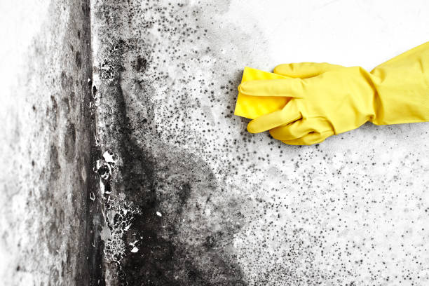 Professional Mold Removal in Los Fresnos, TX