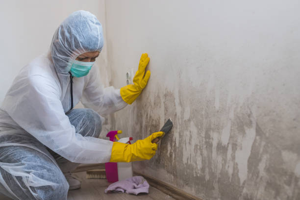 Best Black Mold Removal  in Los Fresnos, TX