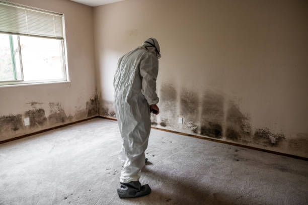 Professional Mold Removal in Los Fresnos, TX