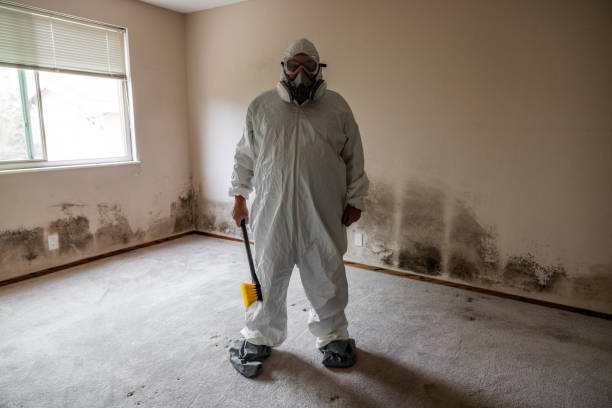 Best Mold Testing and Removal  in Los Fresnos, TX