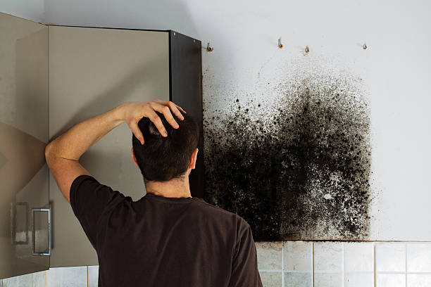 Mold Removal Process in Los Fresnos, TX