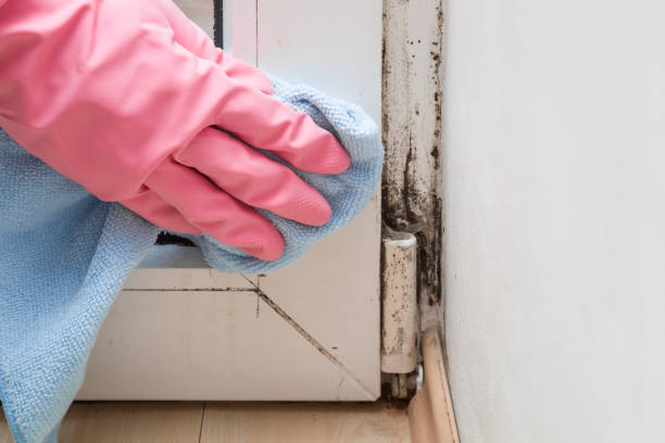 Best Mold Removal Process  in Los Fresnos, TX
