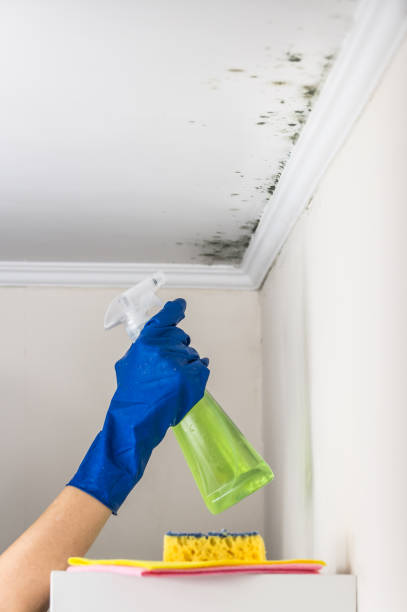 Best Emergency Mold Removal  in Los Fresnos, TX