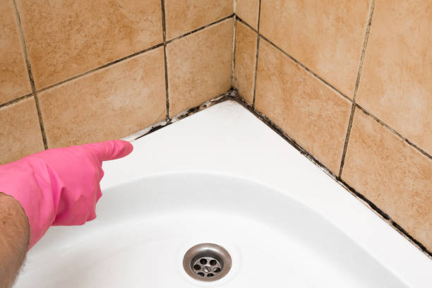 Best Black Mold Removal  in Los Fresnos, TX