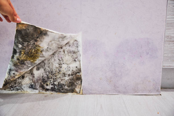 Best Mold Removal Company Near Me  in Los Fresnos, TX